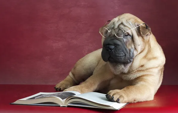 Картинка друг, собака, очки, книга, Шарпеи