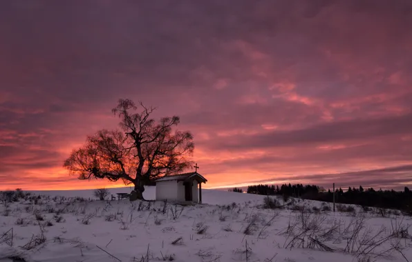 Зима, облака, снег, дерево, восход солнца, Болгария, Плана, горы Плана