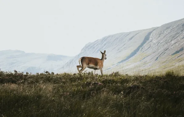 Grass, mountains, deer, wildlife, sunny