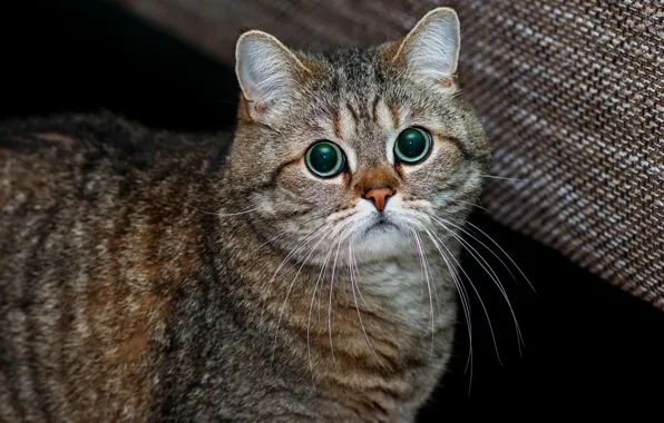 Кошка, кот, взгляд, морда, поза, серый, портрет, черный фон