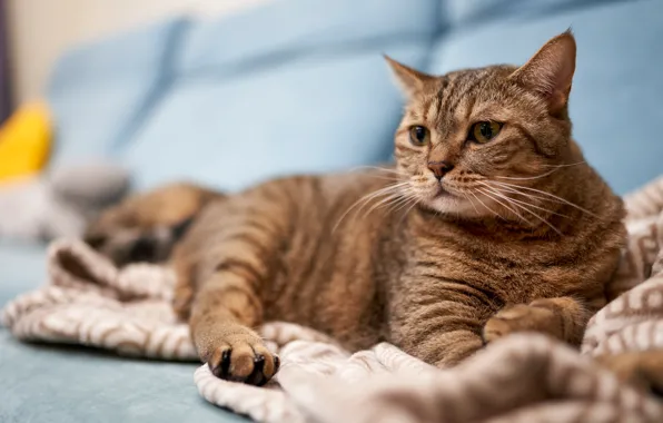 Кошка, кот, взгляд, серый, диван, лежит, полосатый, котя
