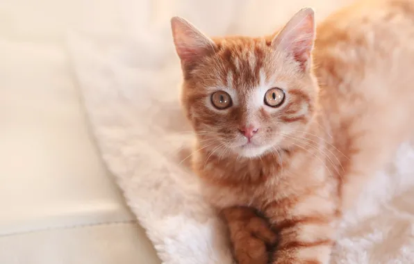 Кошка, кот, взгляд, котенок, фон, портрет, котик, рыжий