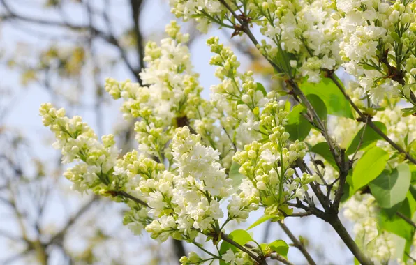 White, flower, spring, lilac, twig