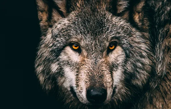 Картинка nature, predator, animal, wolf, wildlife, portrait, portrait., Canis lupus. face