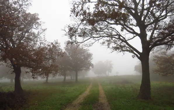 Картинка туман, тропа, Осень, autumn, fog, path, fall