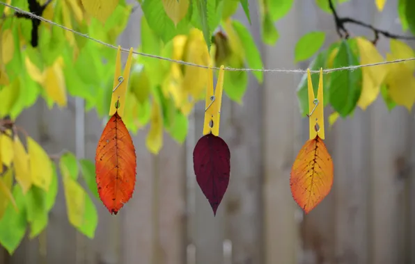Осень, листья, природа, краски, веревка, прищепка