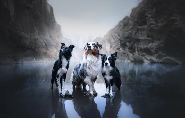 Собаки, горы, озеро, трио, Австралийская овчарка, троица, Бордер-колли, Аусси