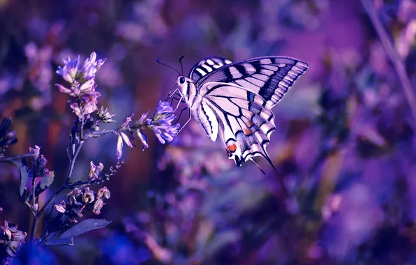 Картинка цветы, бабочка, насекомое, боке