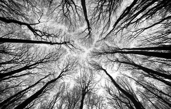 White, forest, black, trees