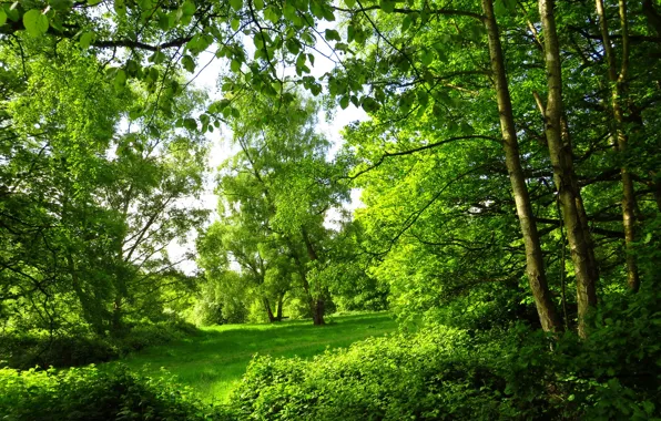 Картинка лес, лето, деревья, природа, парк, фото, Лондон