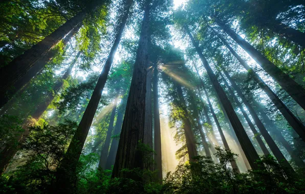 Лес, солнце, свет, деревья, Калифорния, США, секвойи, Национальный парк Редвуд