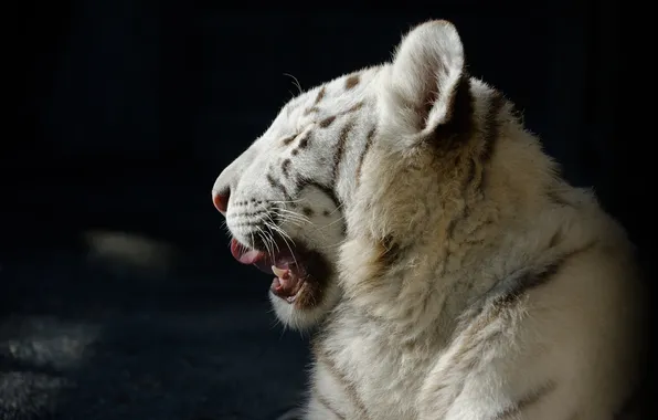 Картинка кошка, морда, профиль, белый тигр