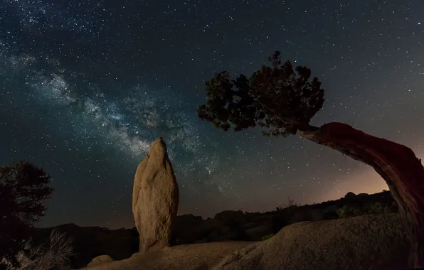 Звезды, ночь, скала, дерево, Калифорния, США, Joshua Trees National Park