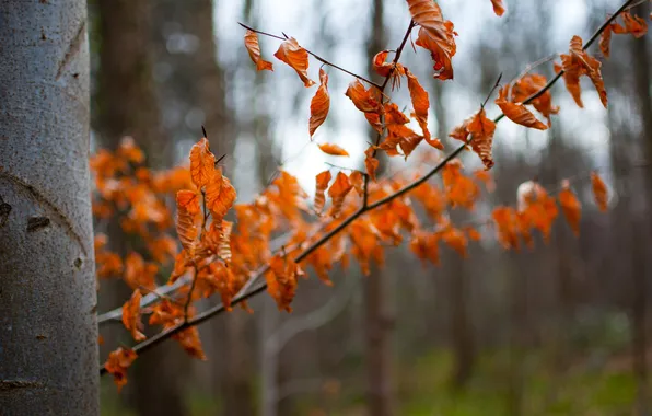 Картинка осень, лес, листья, дерево, ствол