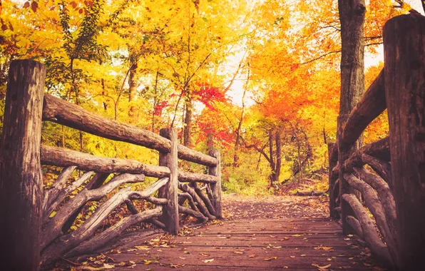 Картинка осень, лес, листья, деревья, мост, путь, листва, Нью-Йорк