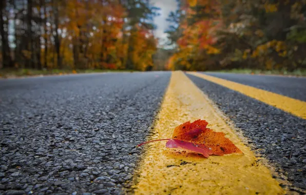 Дорога, осень, лист