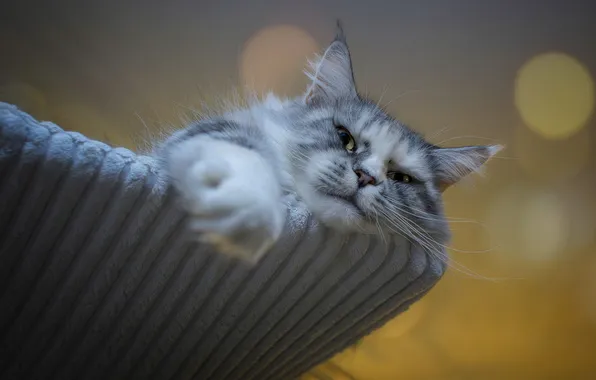 Кошка, кот, взгляд, поза, серый, портрет, лежит, мордашка