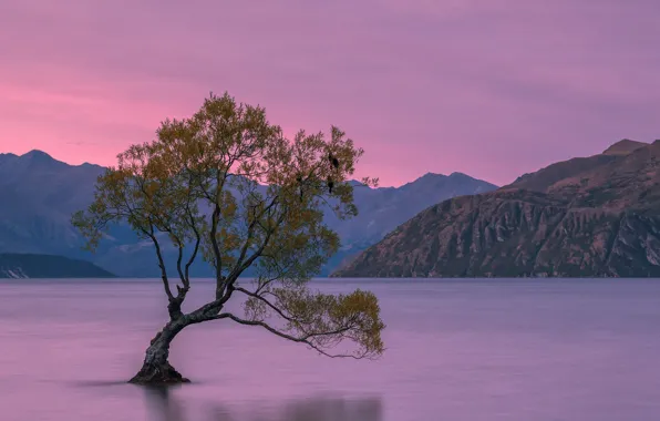 Горы, дерево, Новая Зеландия, New Zealand, mountains, tree, Lake Wanaka