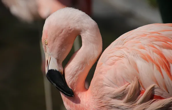 Картинка птицы, розовый, фламинго