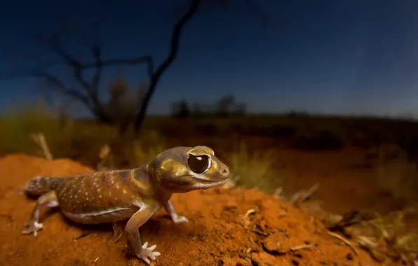 Картинка природа, ящерица, Smooth knob-tailed gecko, Nephrurus levis