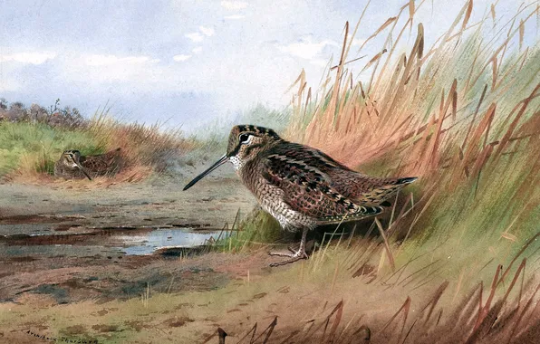 Трава, Птица, Картина, Archibald Thorburn, Арчибальд Торберн, Шотландский живописец, Вальдшнеп