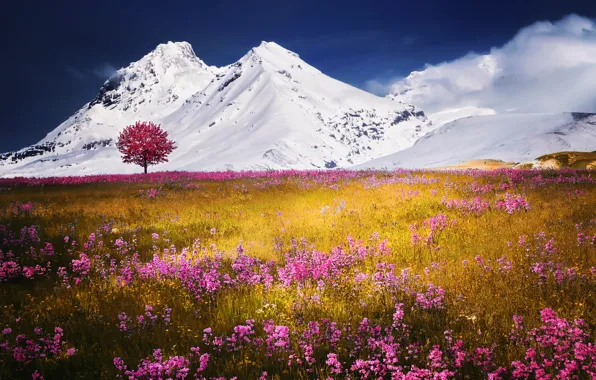 Картинка поле, снег, цветы, горы, природа
