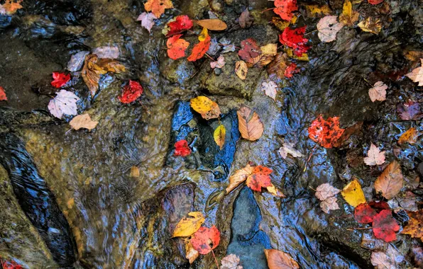 Осень, листья, вода, природа, листва, разноцветные, осенние листья