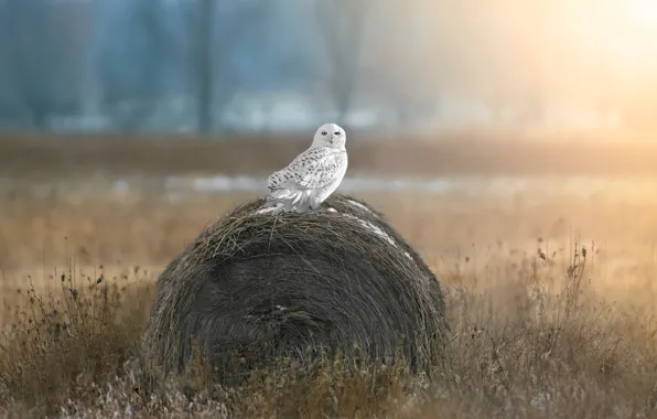 Поле, небо, сова, птица, сено, тюк, белая, полярная