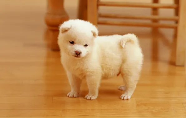 Морда, собака, щенок, white, puppy, dog, cute