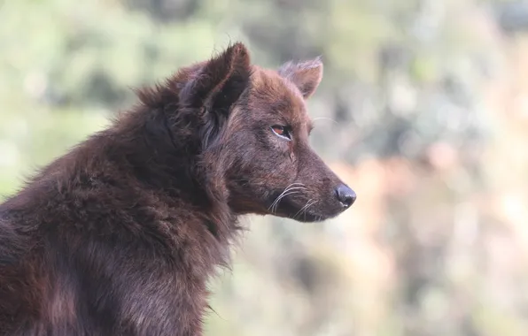 Картинка nature, dog, predator, animal, wolf, wildlife, portrait, portrait.