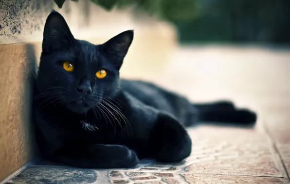 Картинка кошка, глаза, кот, чёрный, улица, смотрит, коте