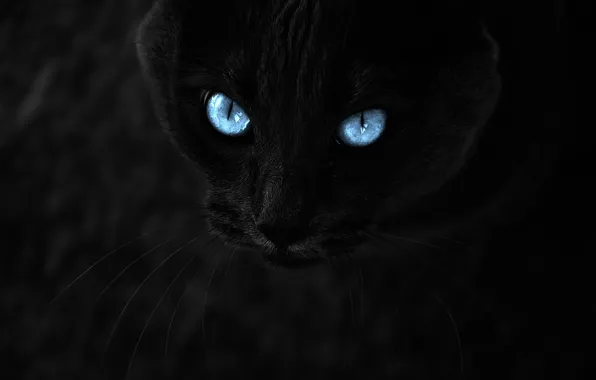 Кот, взгляд, темно, красиво