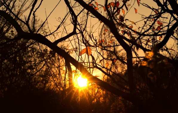 Trees, morning, sun, sunrise, dawn, branches, sun ray, silhouettes