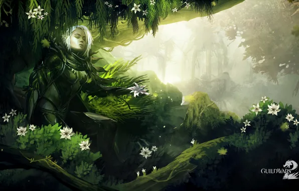 Картинка лес, фентези, игра, Guild Wars 2