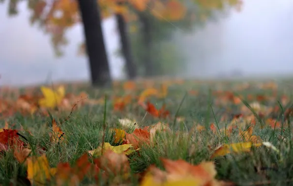 Картинка осень, листья, туман