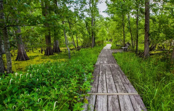 США, скамья, настил, Луизиана, Barataria Trail, Национальный исторический парк Жана Лафитта