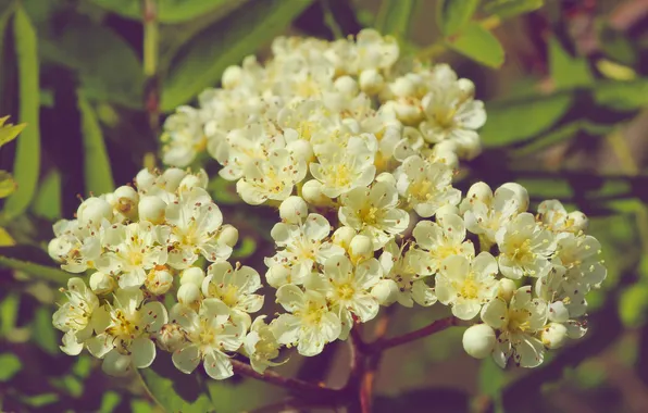 White, flower, blooming