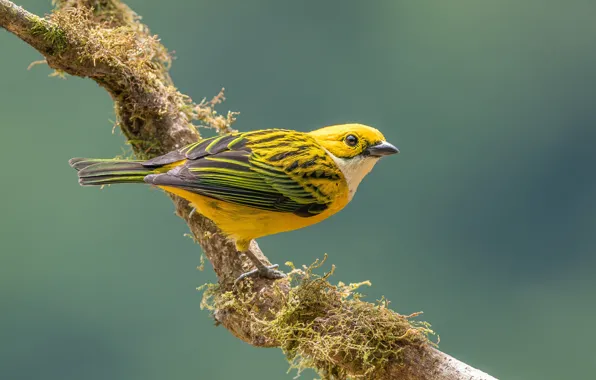 Картинка крупный план, птица, размытый фон, небольшая птичка, Silver - throated tanager, Серебряногорлая танагра