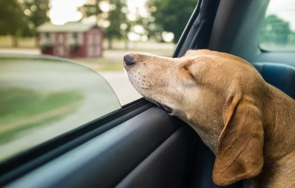 Машина, собака, окно