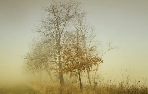 Картинка деревья, пейзаж, природа, туман