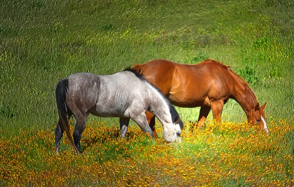 Картинка зелень, трава, солнце, обработка, лошади, пастбище, луг
