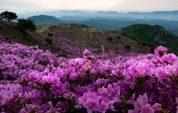 Пейзаж, цветы, горы, природа, туман, холмы, Южная Корея, рододендроны