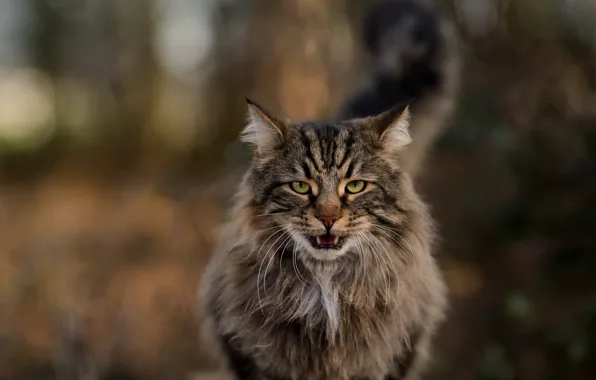 Кошка, кот, морда, прогулка, мейн-кун