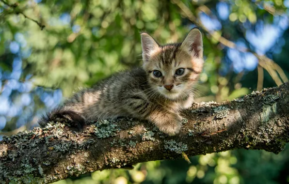 Ветка, котёнок, на дереве
