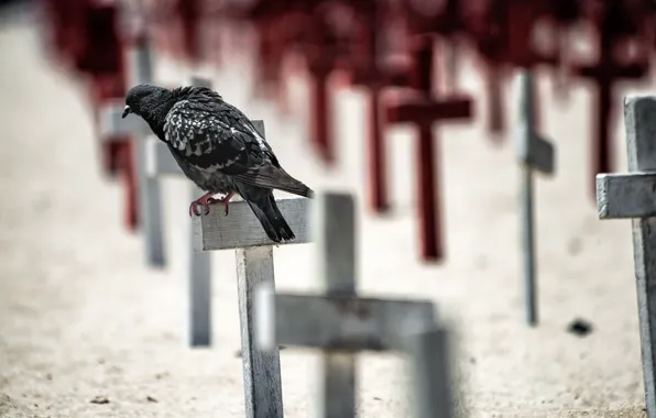 Картинка california, memorial, santa monica beach