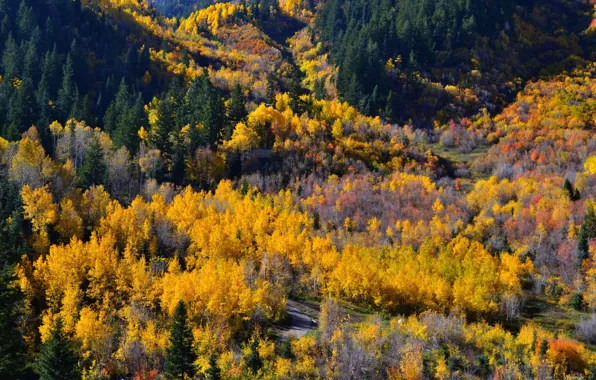 Осень, лес, деревья, colors, панорама, forest, trees, panorama