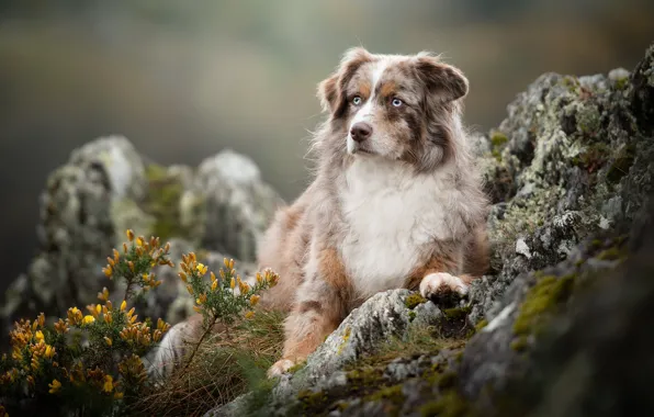 Картинка цветы, камни, собака, боке, Австралийская овчарка, Аусси