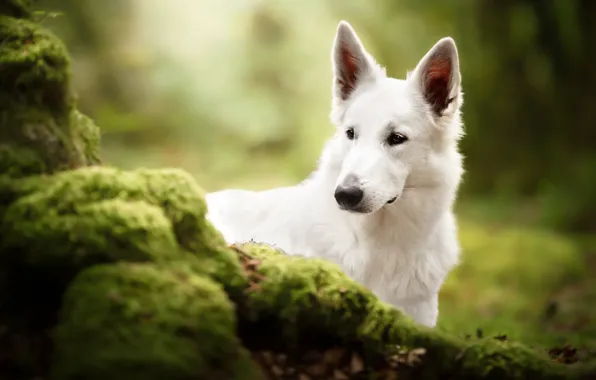 Картинка морда, мох, собака, Белая швейцарская овчарка