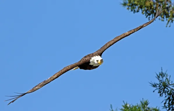Картинка птица, полёт, белоголовый орлан