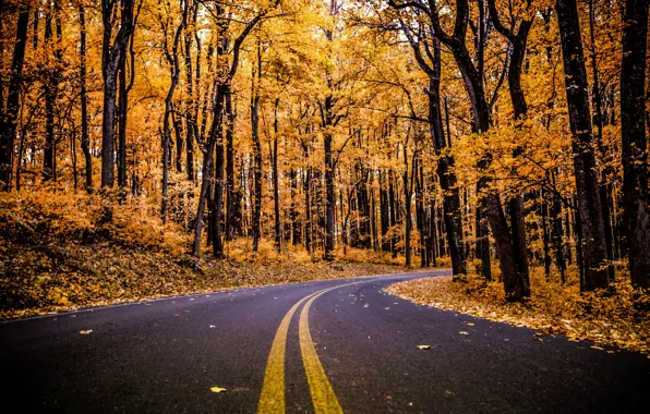 Дорога, осень, лес, листья, деревья, ветки, листва